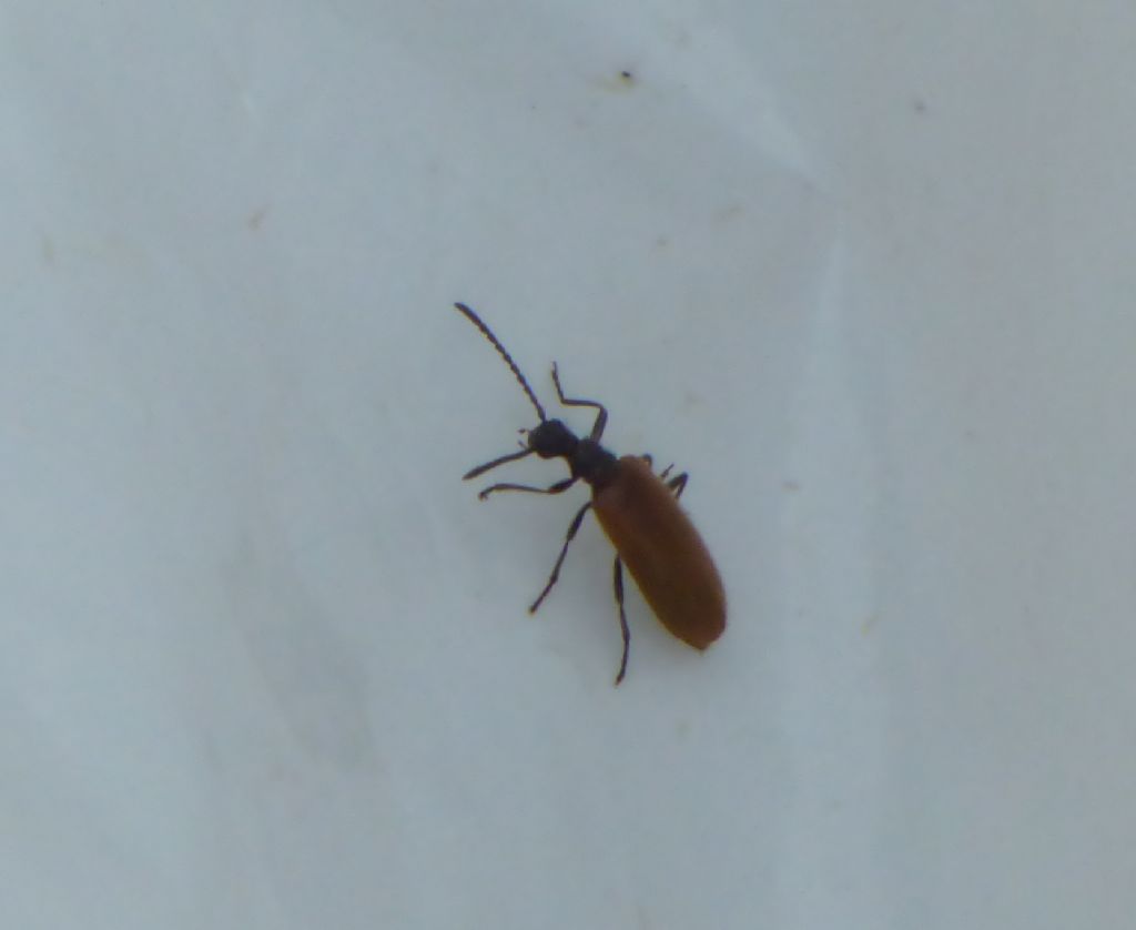 Tenebrionidae: Lagria hirta